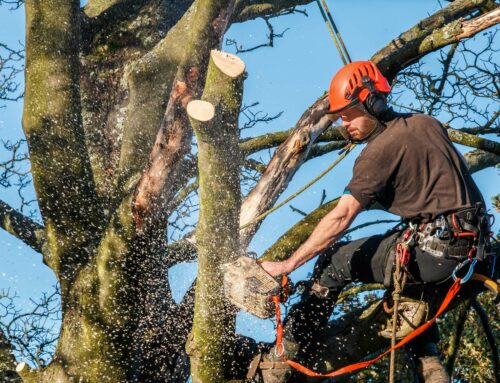 Les travaux d’abattage : Quelles techniques choisir ?