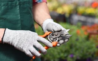 Detail Gärtner Mit Gartenschere Beim Verschneiden Von Blumen