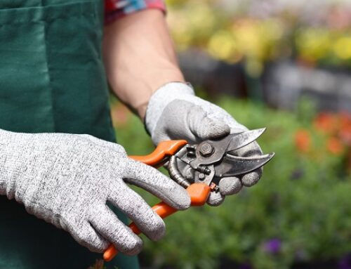 Pourquoi solliciter un paysagiste pour l’entretien de votre jardin ?